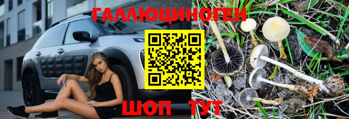 Карачаевск  Псилоцибиновые грибы GOLDEN TEACHER  Вход с VPN 